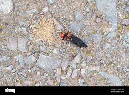 Image result for marten poop