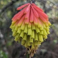 Image result for Kniphofia grantii