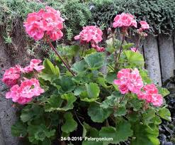 They bloom from the second half of spring through to the first frost of winter plants range in height from 15 cm to over a metre. Pelargonien Pelargonium