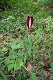 Image result for Anchomanes