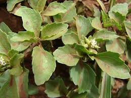 Image result for Acanthospermum