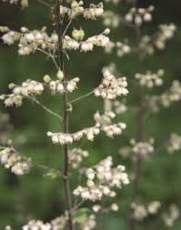 California native flowers full sun. California Native Plants Garden Design