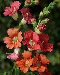 Antirrhinum Majus Chantilly Bronze Beautiful Flowers Planting Flowers Flowers