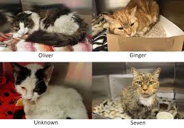 Due to technical issues some of the photographs on this page are not loading properly. Special Challenges Of Senior Cats In Shelters The Iaabc Journal