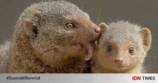 7 binatang yang paling ditakuti ular 7 binatang yang paling ditakuti ular 7 binatang yang paling ditakuti ular 7 binatang yang. 5 Fakta Unik Mongoose Hewan Lucu Yang Paling Ditakuti Ular Easy Reader