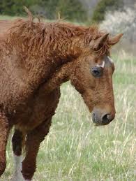 We did not find results for: 5 Of The Rarest Horse Breeds In The World