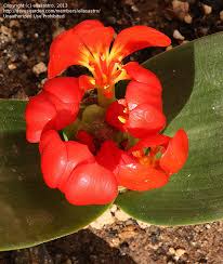 Image result for Daubenya