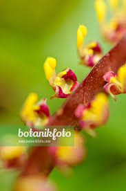 Image result for Bulbophyllum falcatum