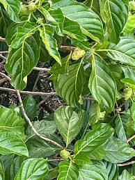 Image result for Morinda angolensis