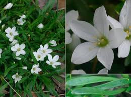It is distributed along the entire queensland coastline including the gulf of carpentaria. White Purslane Grasslands