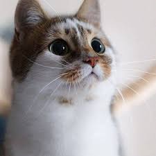 Cats are the most kept pets (after dogs) with more than 37 million houses in the us being home to these beautiful cats. Top 10 Most Beautiful Cat Breeds In The World Pretty Cats Cute Cats Cute Animals