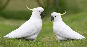 Guide To Caring For Cockatoos – Naturalworldpets