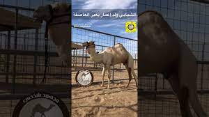 نبذة عن المهلهل بن ربيعة. Ø§Ù„Ø´Ø¨Ø§Ø¨ÙŠ ÙˆÙ„Ø¯ Ø¥Ø¹Ù…Ø§Ø± Ø¨Ø¹ÙŠØ± Ø§Ù„Ø¹Ø§ØµÙØ© Youtube