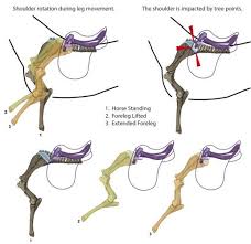 Pin On Equestrian
