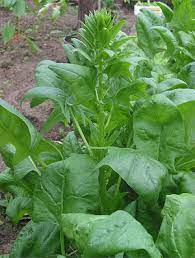 How To Grow And Care For Spinach In Containers Growing Food Easy Vegetables To Grow Growing Vegetables
