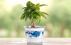 Check spelling or type a new query. Caring For A Feng Shui Money Tree Lovetoknow