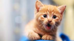 You can substitute cayenne pepper for the black if you prefer. Diy Make Your Own Cat Repellent Spray Color Glo International