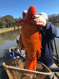 How big can goldfish get in the wild? South Carolina Fish Mystery Is This A Big Goldfish Or A Small Koi