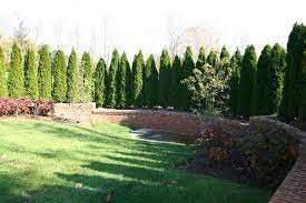 We want to plant shrubs or trees that will give us privacy and that they will quickly reach 10, 15 maybe e. Emerald Arborvitae Thuja Occidentalis Smaragd Revolutionary Gardens