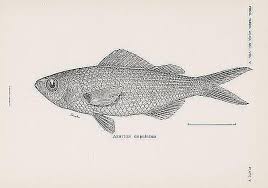 Pin On Extinct Animals