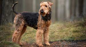 Maybe you would like to learn more about one of these? Airedale Terrier Dog Breed Information Facts Pictures More
