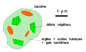 Il est formé d'une fraction minérale et de matière organique (humus). Sol