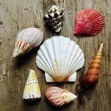 To make a shell necklace start by using a drill or a hammer and nail to put a hole in each shell you want to string. How To Drill A Hole In A Seashell Without Breaking It Sea Shells Shell Crafts Seashell Crafts