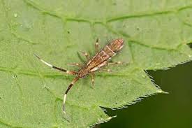 Luckily, preventing and getting rid of springtails is rather. Profile Springtails