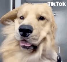 Clean Doggo Gifs Get The Best Gif On Giphy