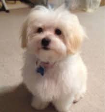 Jun 22, 2019 · these dogs might be little, but they've got big personalities. Fluffy Little White Dogs Off 76 Www Usushimd Com