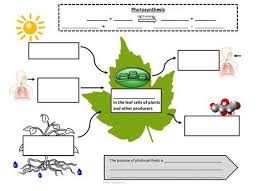 Photosynthesis And Cellular Respiration Graphic Notes Photosynthesis Worksheet Photosynthesis And Cellular Respiration Photosynthesis