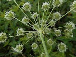 Image result for Physotrichia atropurpurea