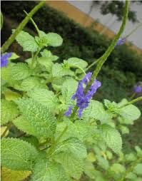 Image result for Stachytarpheta cayennensis