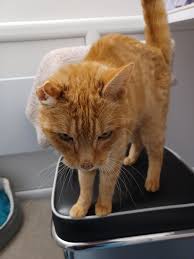 Cats Whiskers' Monty 'doing fantastic' after tough start