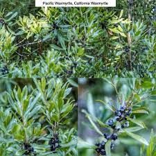 Pacific Waxmyrtle California Waxmyrtle Myrica California Type Evergreen Large Shrub Or Small Tree Exposure Sun Plants Evergreen Shrubs How To Attract Birds