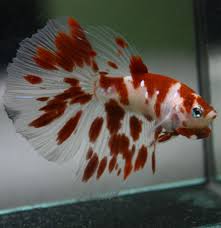 Betta Fish Koi Halfmoon Hm Male Betta Fish Bettafish Betta Fish Pretty Fish Fish