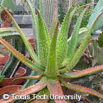 Image result for Aloe barendii