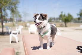 The german australian shepherd mix can bring physical characteristics from both the german shepherd and the australian shepherd. The Complete Australian Shepherd Husky Mix Care Guide Perfect Dog Breeds