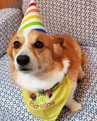 nj welsh corgi club on instagram the frappack would like to wish bennie a very frappy 5th barkday we hope you get lots of treats and snuggles pho corgi hund