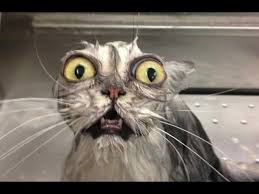 Discover (and save!) your own pins on pinterest If These Animals Won T Make You Smile Nothing Will Funny And Cute Compilation Watch And Laugh Youtube