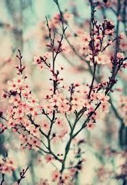 Maybe you would like to learn more about one of these? Iphone 5s Wallpaper Beautiful Flowers Blossom Love Flowers