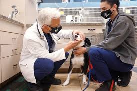 We did not find results for: Vets Go Upscale To Care For Pets And Their Owners The New York Times