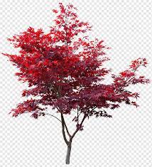 Japanese Maple Red Maple Autumn Leaf Color Maple Leaf Acer Japonicum Japan Maple Leaf Branch Png Autumn Leaf Color Red Maple Tree Pink Flowering Trees