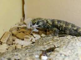 「Cordylus cataphractus」の画像検索結果