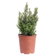 Image result for Myrsine africana