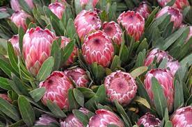 Pink Ice Protea Protea Flower Protea Plant Flower Display