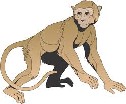 Image result for monkey picture cartoon