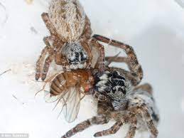 Would they be able to fit out of small slits in the lid of their cage? Baby Velvet Spiders Suck Their Mother S Insides From Her Body To Give Them Strength Daily Mail Online