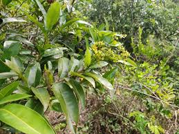 Image result for Ochna natalitia