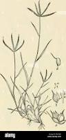 Image result for Dactyloctenium aegyptium